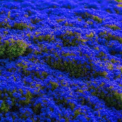 blue creeping thyme seeds  for Planting