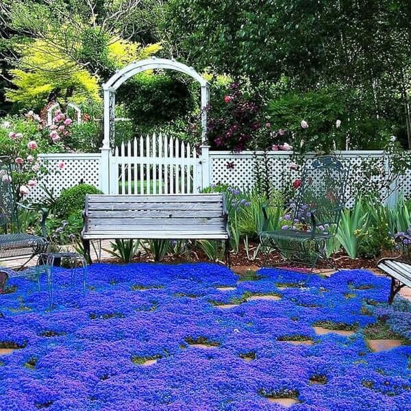 blue creeping thyme seeds  for Planting