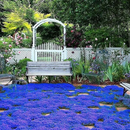 blue creeping thyme seeds  for Planting