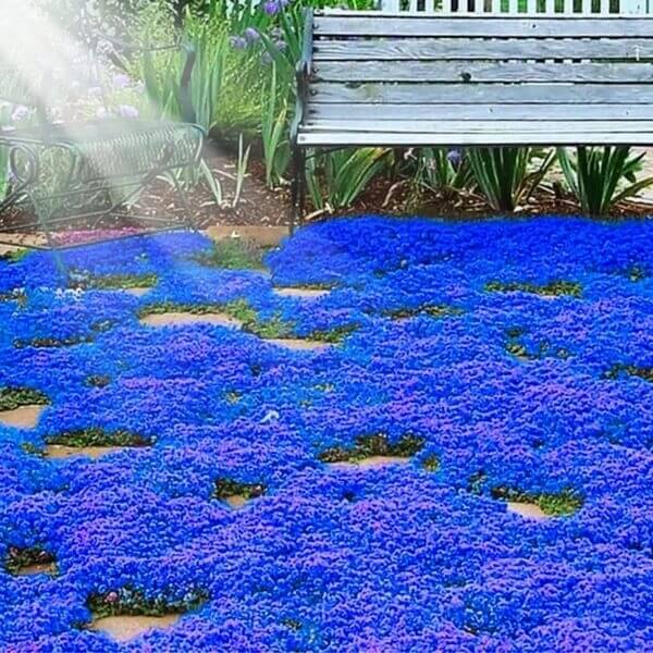 blue creeping thyme seeds  for Planting