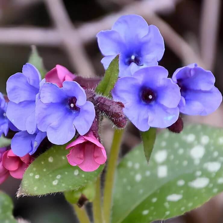 blue pulmonaria lungwort seeds