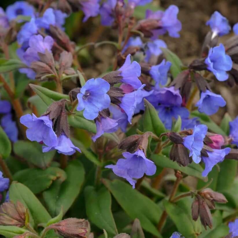 blue pulmonaria lungwort seeds