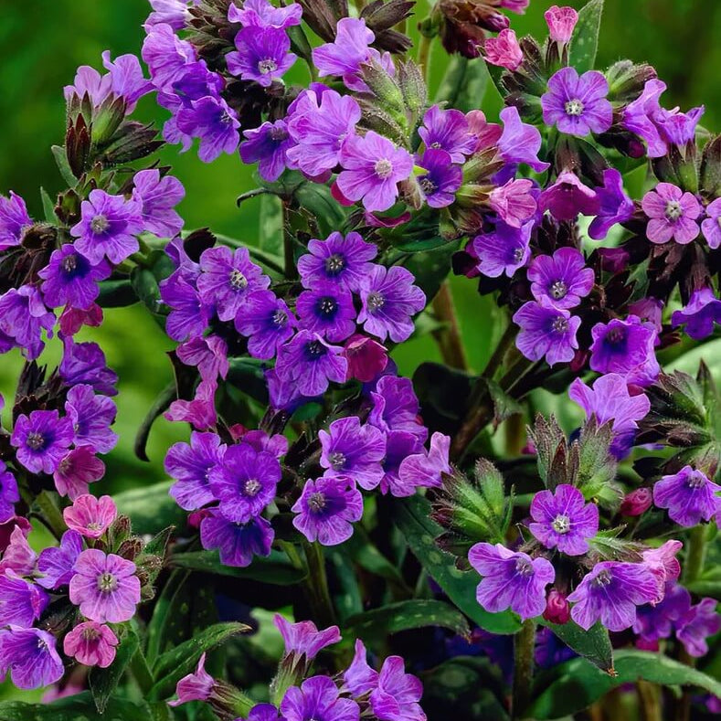 blue pulmonaria lungwort seeds