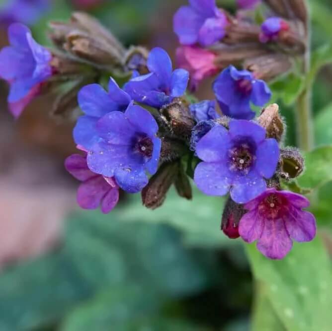 blue pulmonaria lungwort seeds