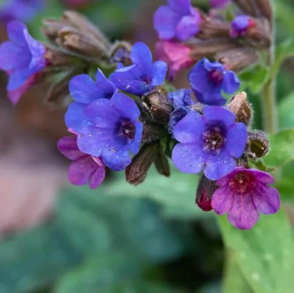 blue pulmonaria lungwort seeds