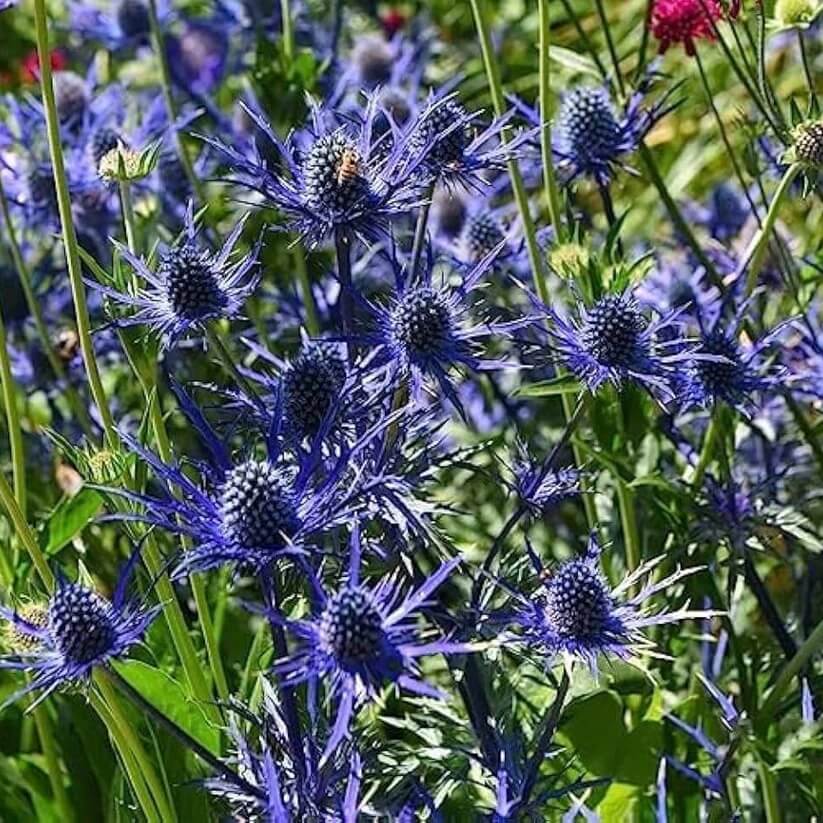 blue star sea holly seeds