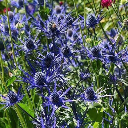 blue star sea holly seeds