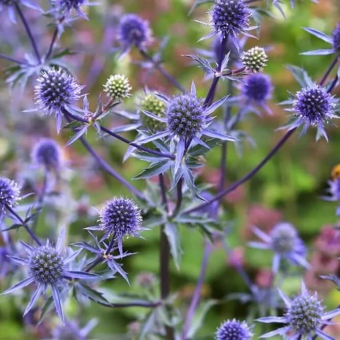 blue star sea holly seeds