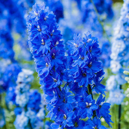bluets seeds - Flower Plant for Home Gardens