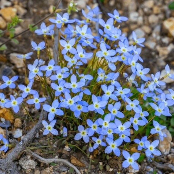 bluets seeds - Flower Plant for Home Gardens
