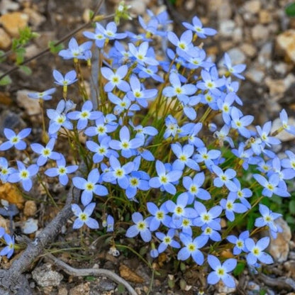bluets seeds - Flower Plant for Home Gardens