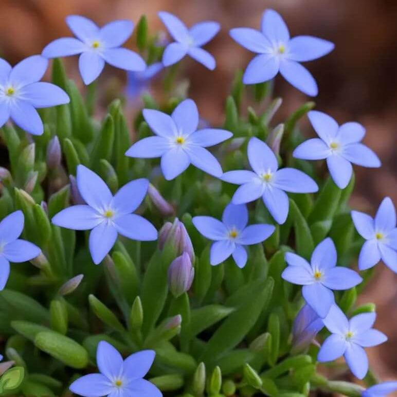 bluets seeds - Flower Plant for Home Gardens