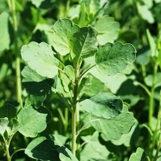 bolivian coriander seeds