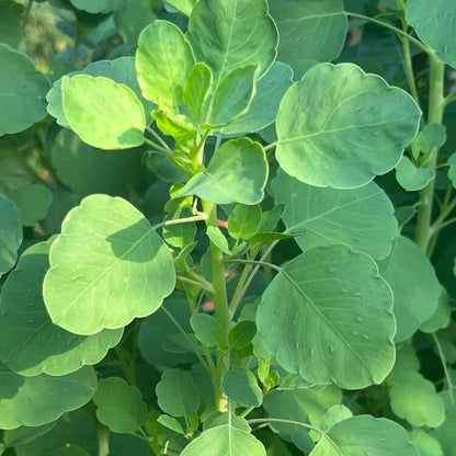 bolivian coriander seeds