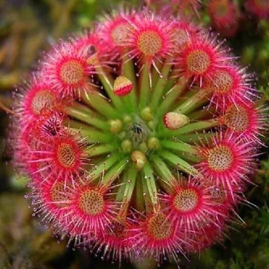 bonsai sundew seeds