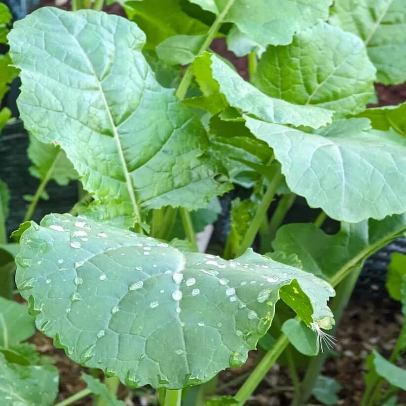 brassica alboglabra seeds