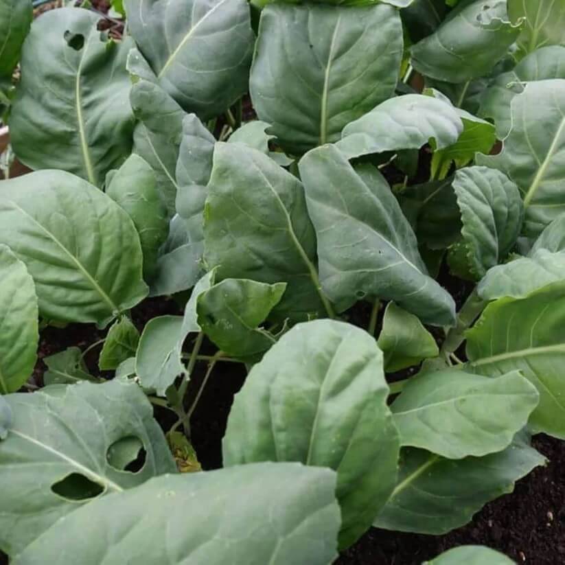brassica alboglabra seeds