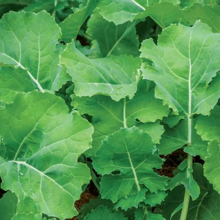 brassica alboglabra seeds