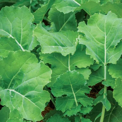 brassica alboglabra seeds