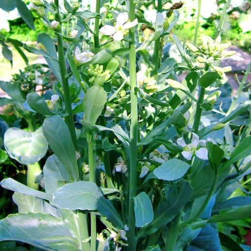brassica alboglabra seeds