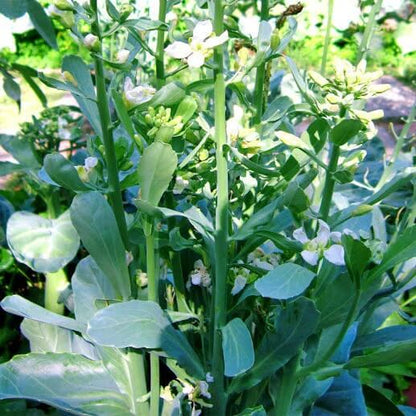 brassica alboglabra seeds