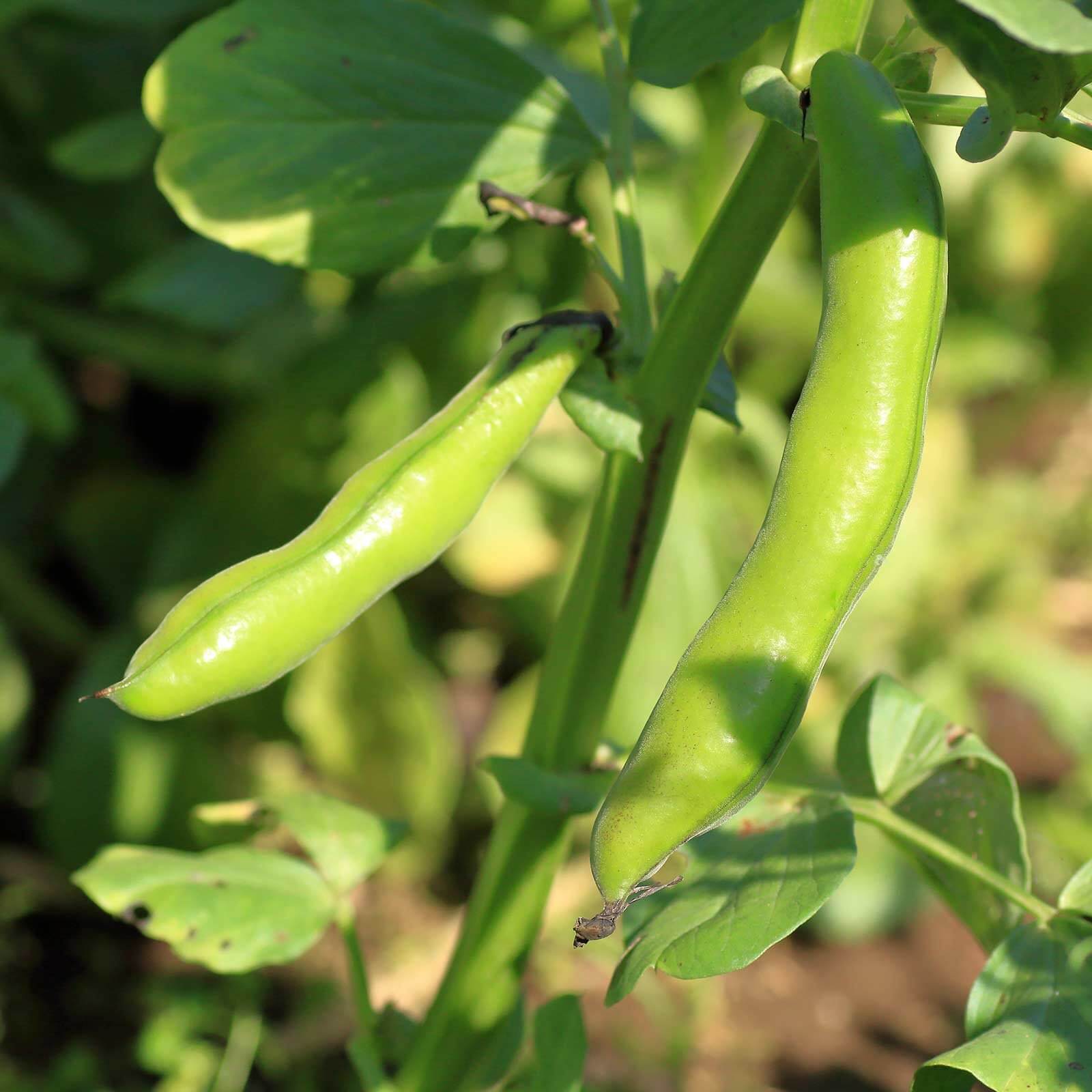 broad windsor fava bean seeds