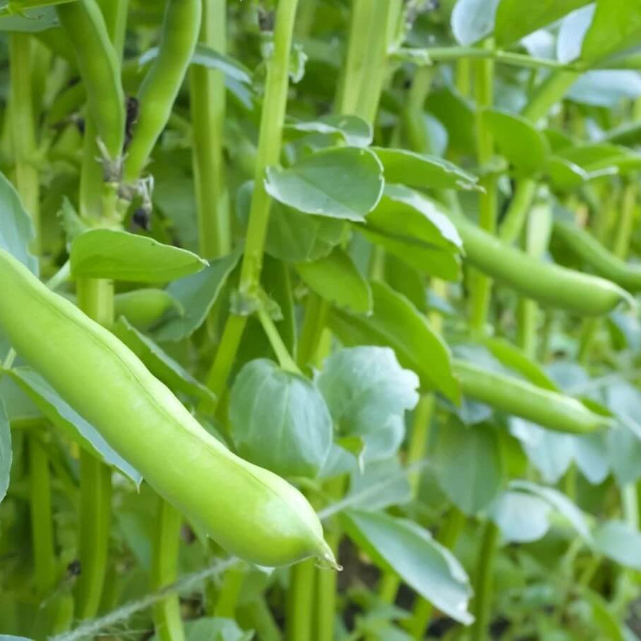 broad windsor fava bean seeds