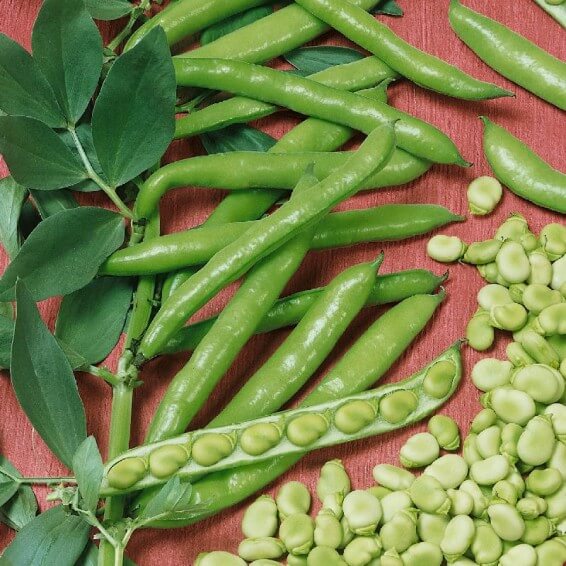broad windsor fava bean seeds