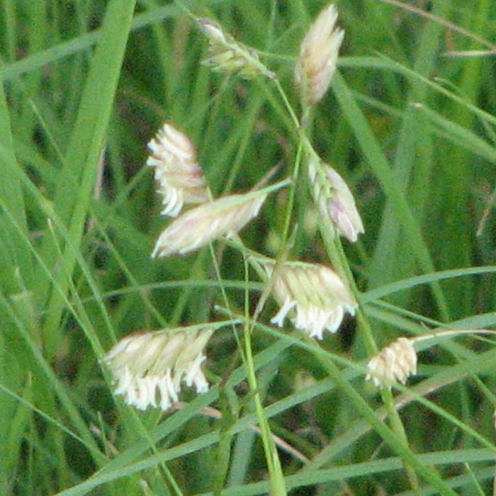 buffalo-grass-seed-heads