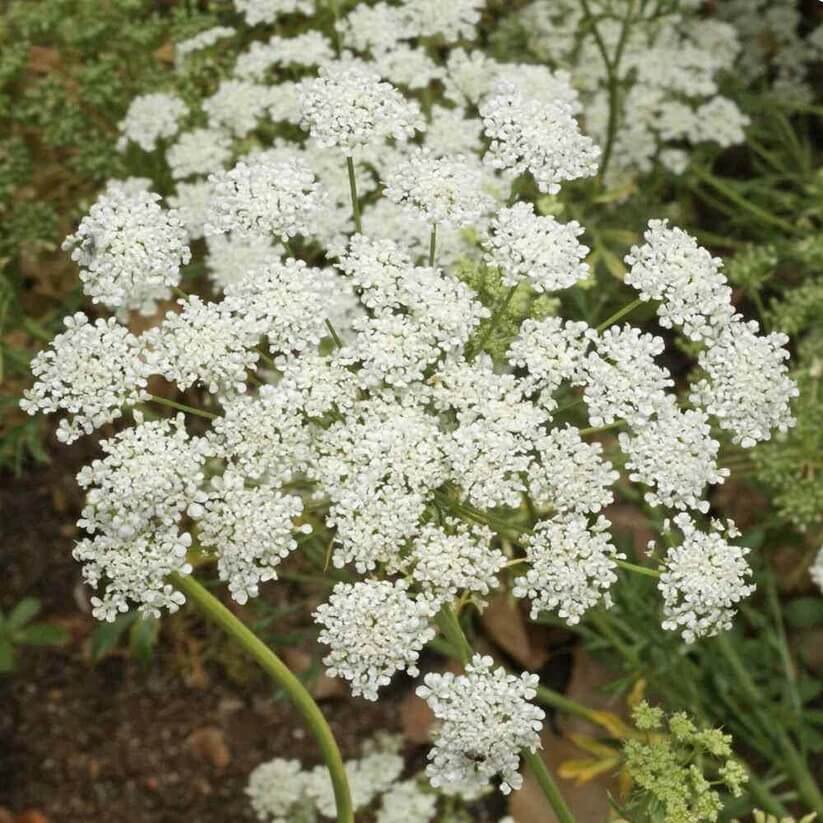 bullwort seeds