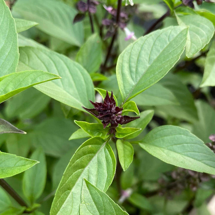 Cinnamon Basil Seeds - Herbal Plant