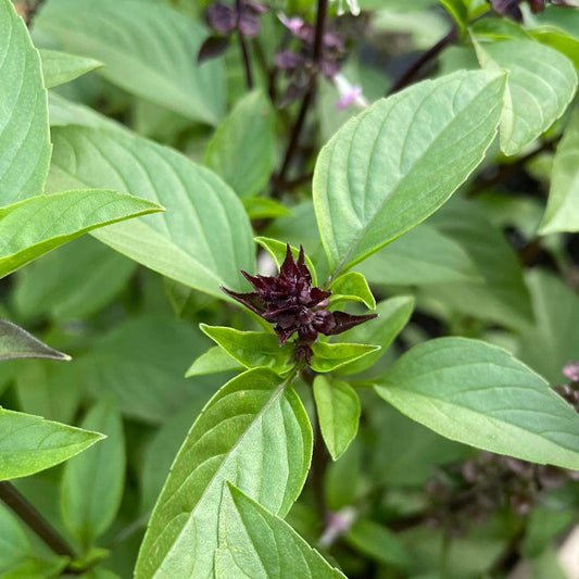 Cinnamon Basil Seeds - Herbal Plant