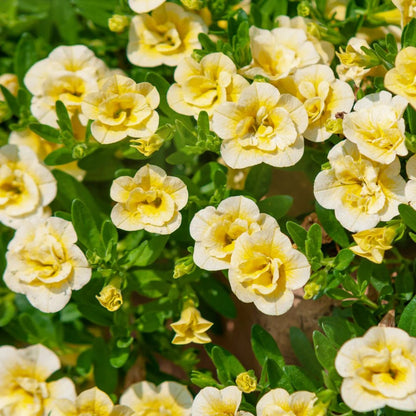 Superbells Series Seeds - Flower Plant
