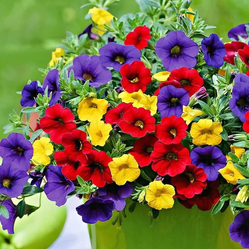 calibrachoa petunia seeds
