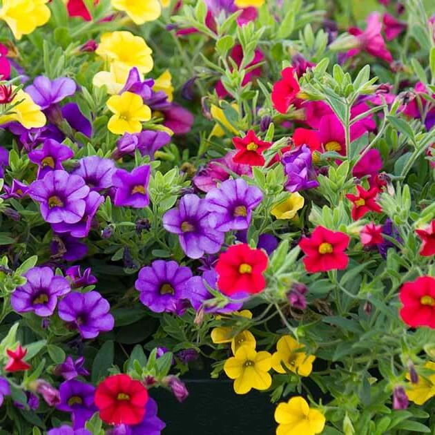 calibrachoa petunia seeds
