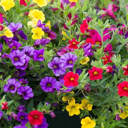 calibrachoa petunia seeds
