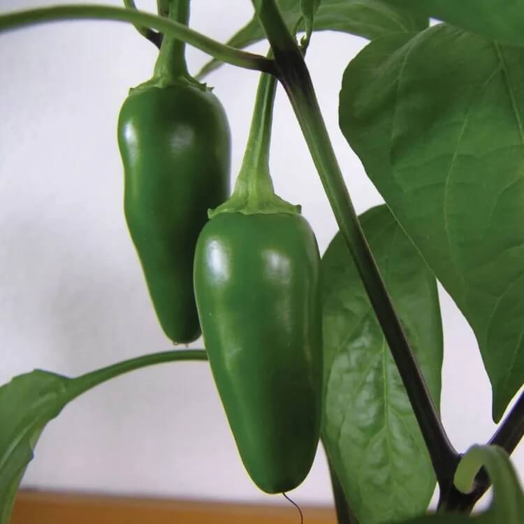 capsicum annuum seeds