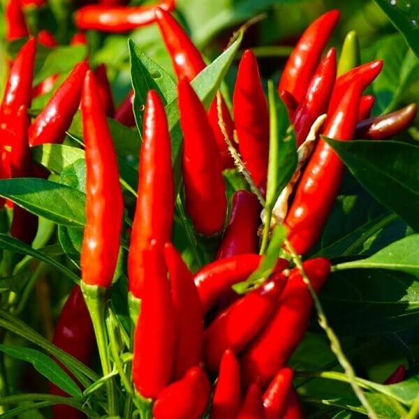 capsicum annuum seeds
