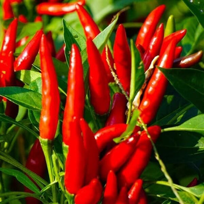 capsicum annuum seeds