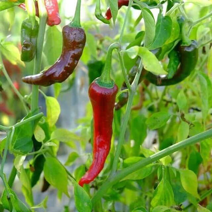 capsicum annuum seeds