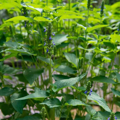 chaya seeds