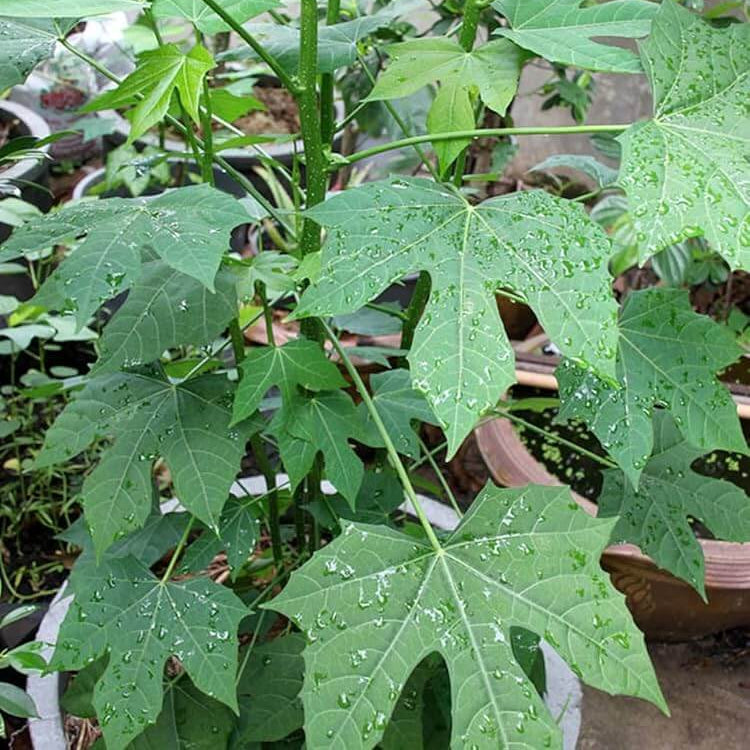 chaya seeds