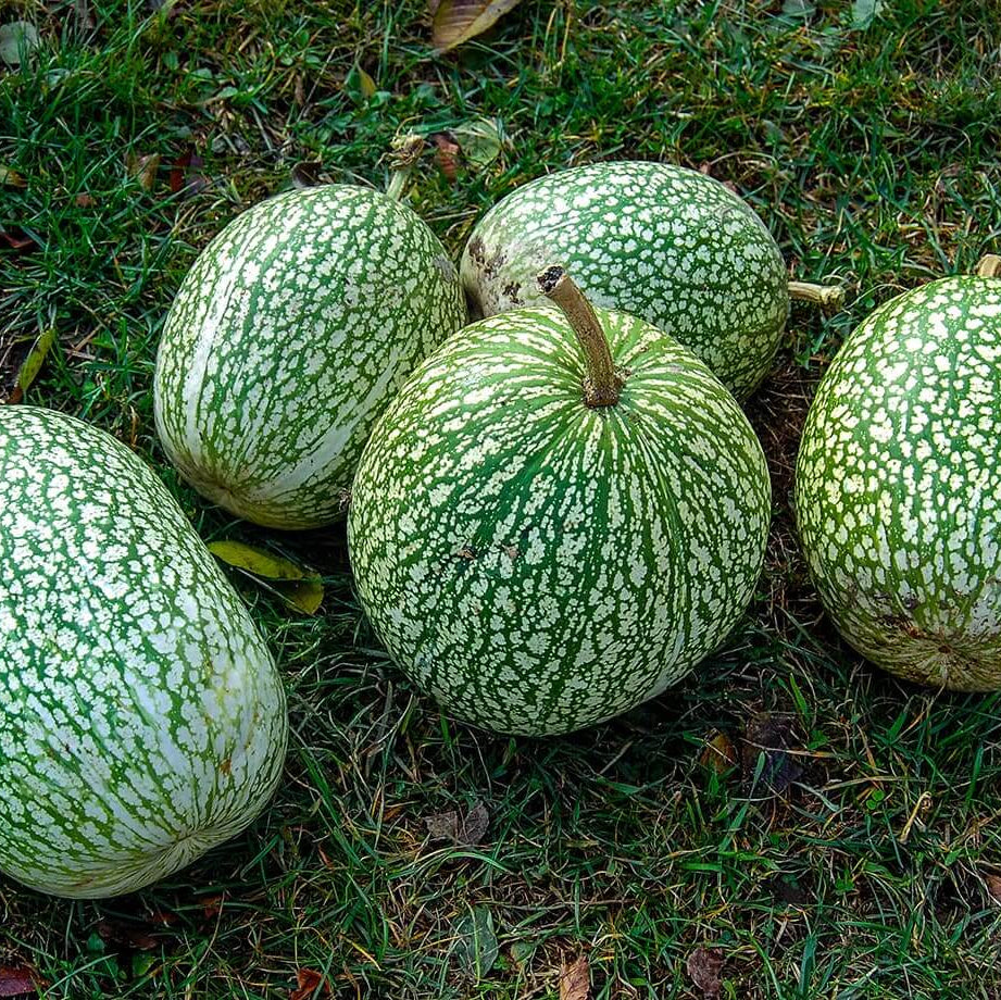 chilacayote seeds