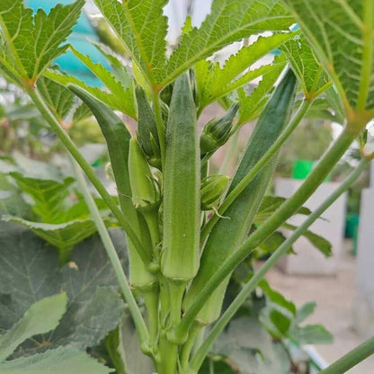 chinese okra seeds