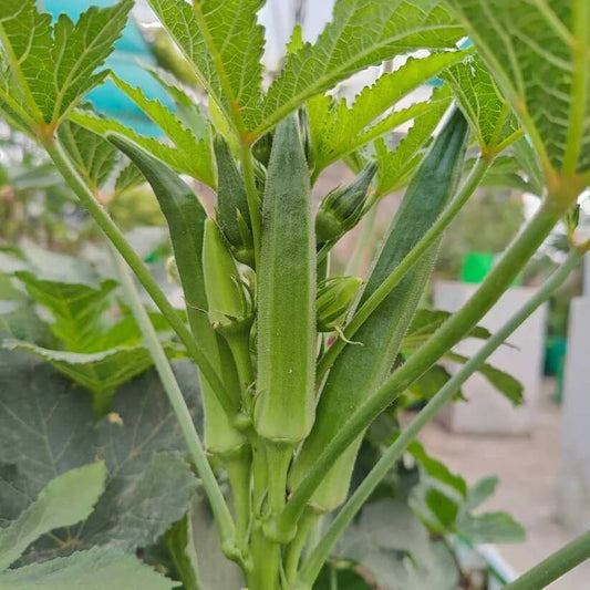 chinese okra seeds