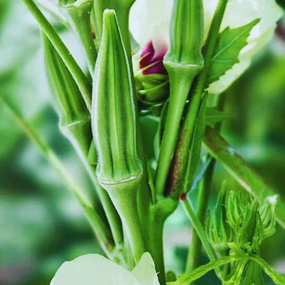 chinese okra seeds
