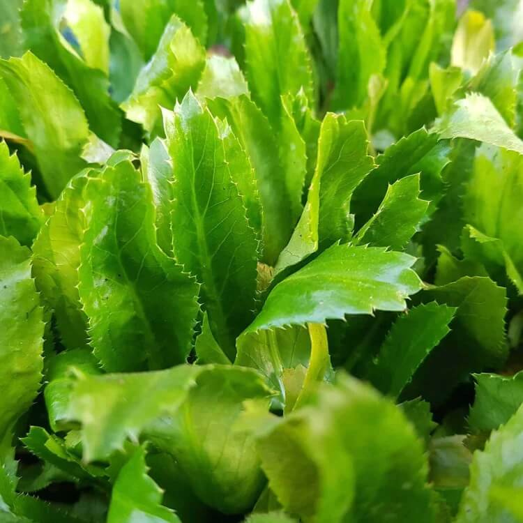 cilantro ancho seeds
