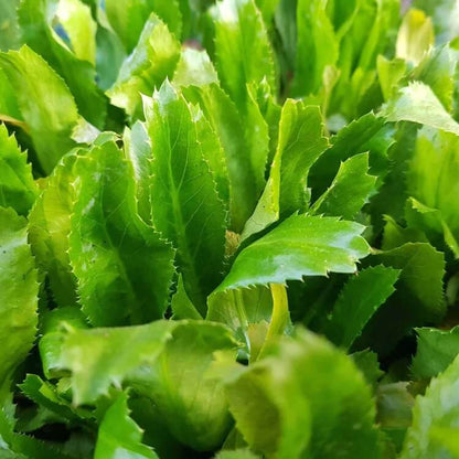 cilantro ancho seeds