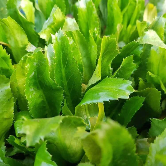 cilantro ancho seeds