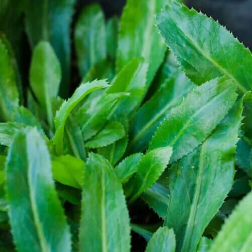 cilantro ancho seeds